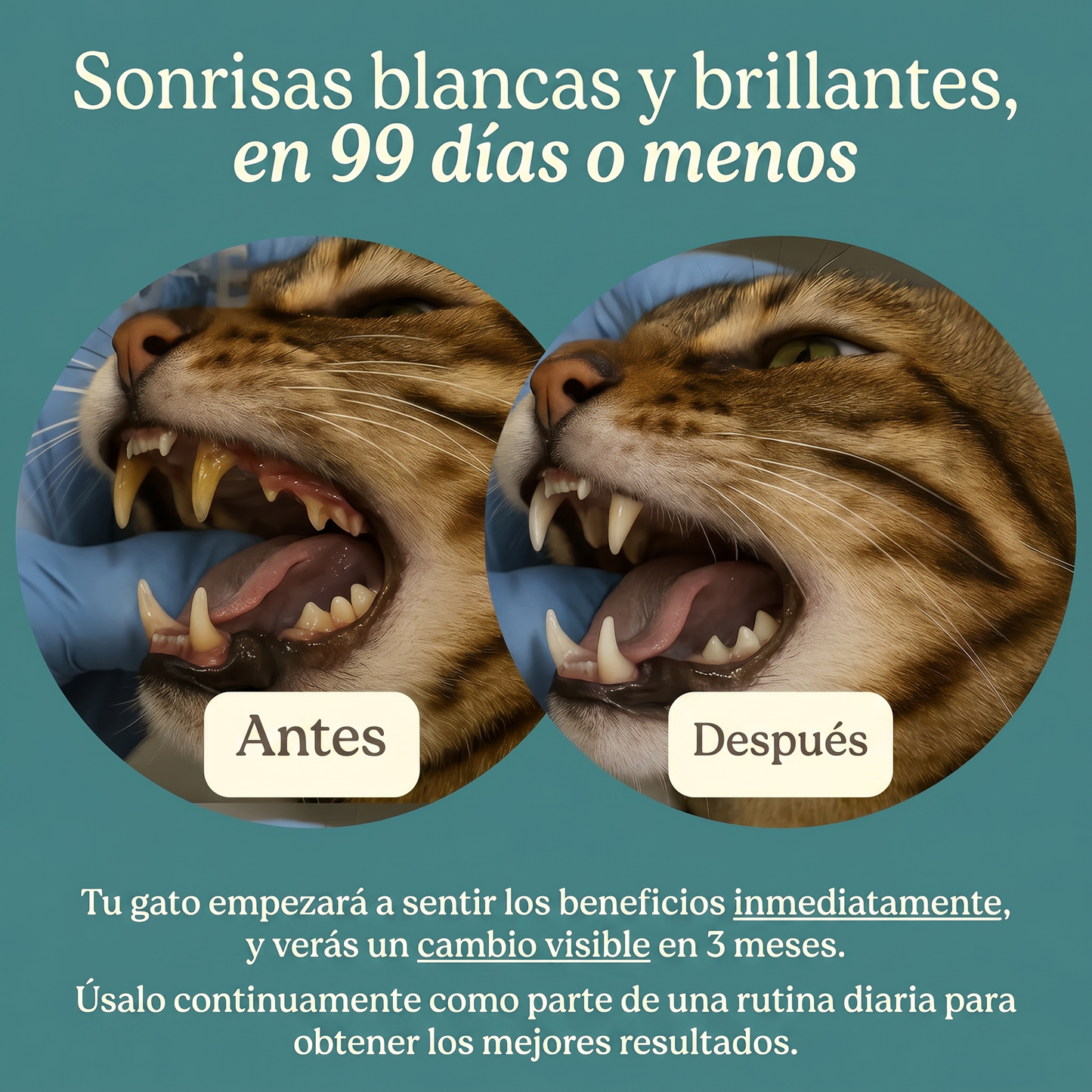 DentaMiau - Fórmula dental avanzada