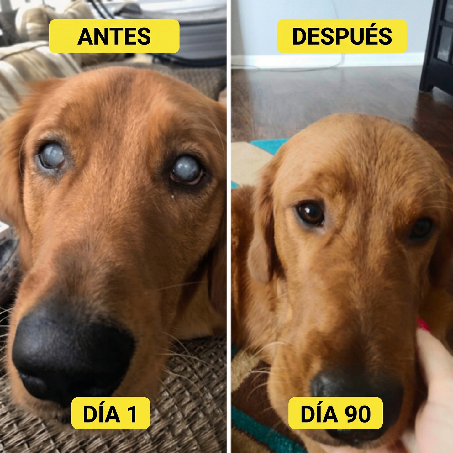 Lap Pets - Ayuda a tu perro a ver el mundo con claridad y comodidad.